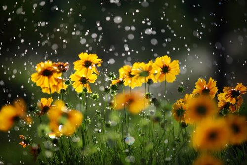 Daisy flower with rain drops - 901100972