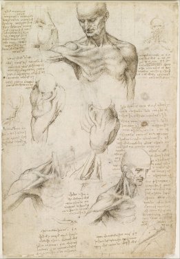 Anatomical studies of the shoulder by Leonardo da Vinci