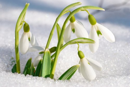Spring snowdrop flowers - 901137741