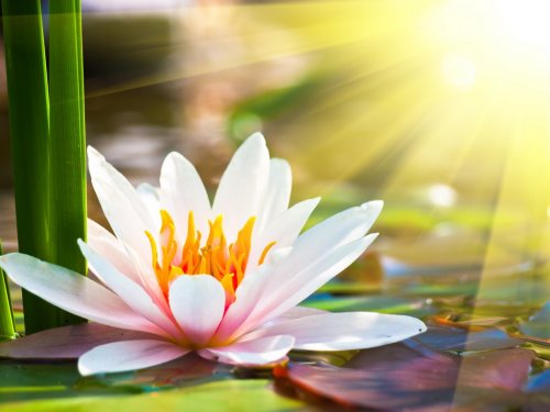 beautiful water lily in the light - 901137746