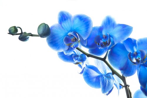 OrchidÃ©e Bleue - 901137779