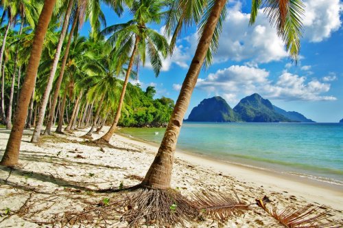 tropical palm beach