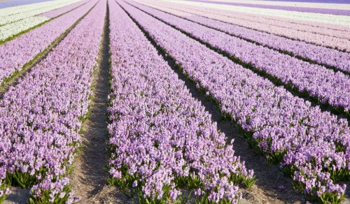 Field of hyacinths - 901137842
