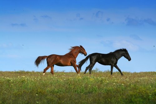 two horses on the meadow - 901137947
