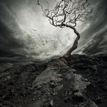 Dramatic sky over old lonely tree. - 901137949