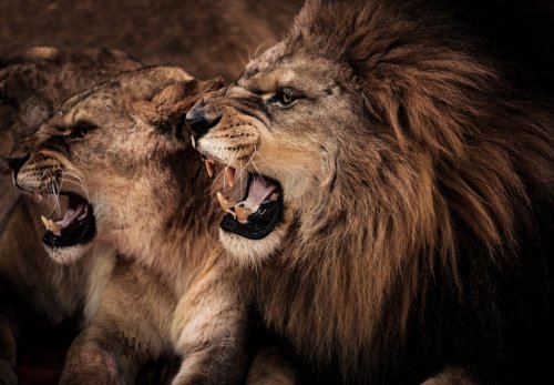 Close-up shot of roaring lion and lioness - 901137972