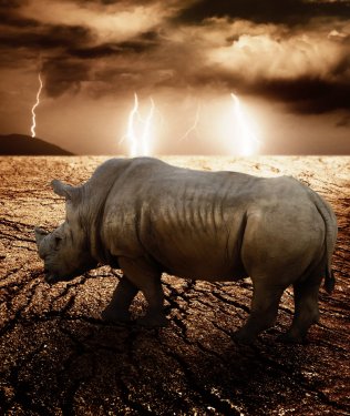 Rhino in a desert storm - 901137974