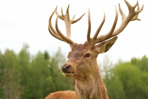 Deer close-up