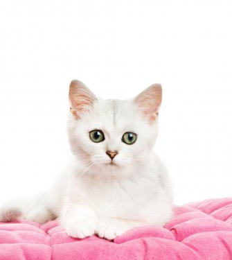 Beautiful british kitten lying on a pink pillow