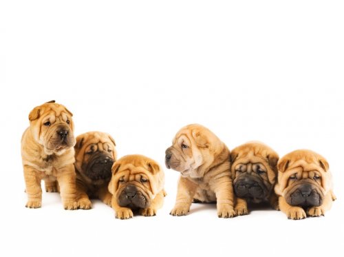 Group of beautiful sharpei puppies isolated on white background - 901137996