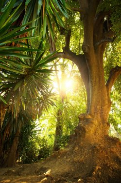 Old tree in a tropical forest. - 901138031