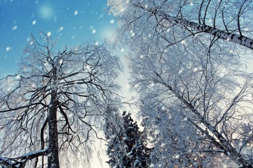 Snowy trees - 901138035