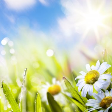 art abstract background springr flower in grass on sun sky - 901138046