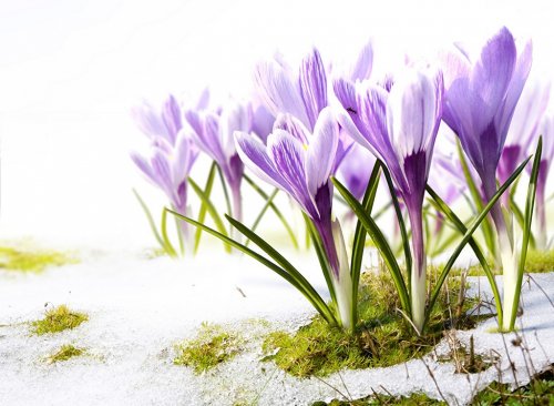 Art crocus flowers in the snow Thaw - 901138049
