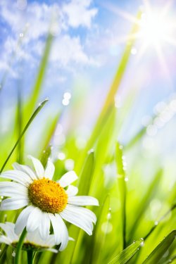 natural summer background with daisies flowers in grass