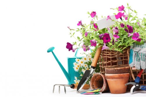 Gardening tools and flowers