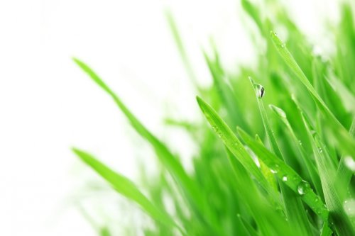 Fresh green grass with water droplet - 901138090