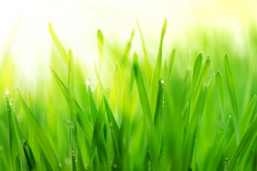 Fresh green grass - 901138100