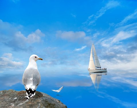 seagull watching a yacht