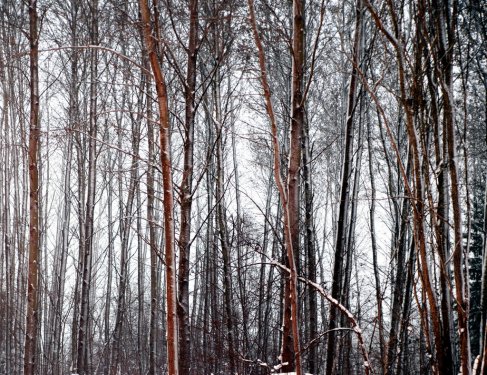 bare trees in winter evening