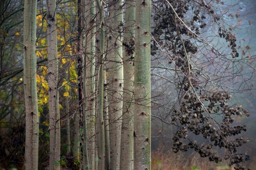 Aspen trees in autumn