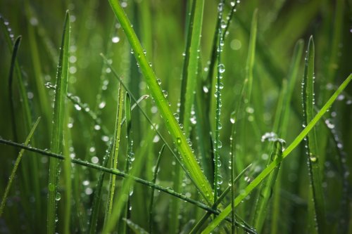 Grass with raindrops - 901138189