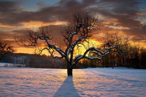 Bare tree in winter - 901138198