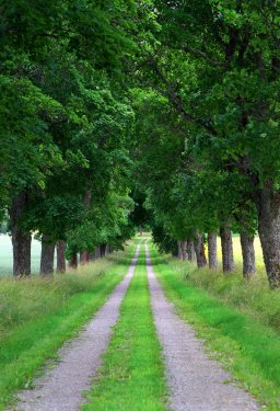 Avenue of maple trees