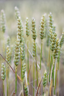 Close up of wheat - 901138207