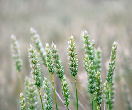 Close up of wheat - 901138209