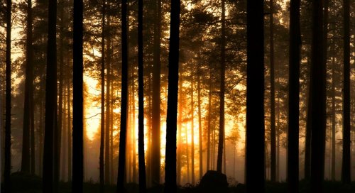 Sunset in foggy forest