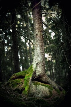 Spooky tree with moss - 901138257