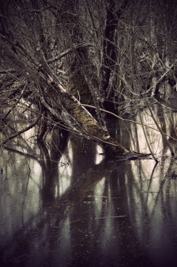 Trees in swamp