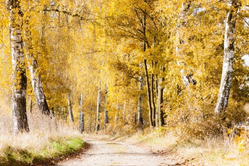 autumnal birch alley - 901138297