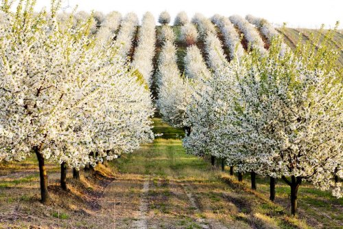 blooming orchard in spring, Czech Republic - 901138346