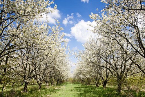 blooming orchard in spring - 901138347