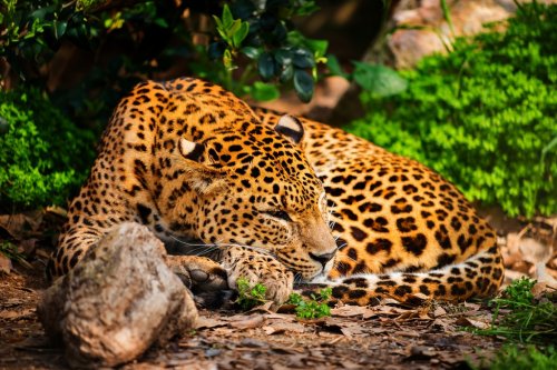 Gorgeous leopardess in natural habitat