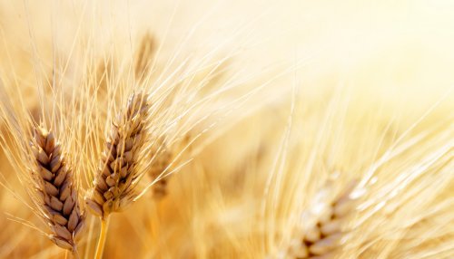 Wheat field - 901138476