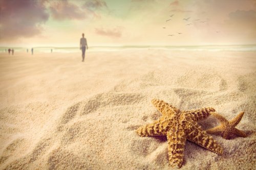 Starfish on the sand at the beach - 901138760