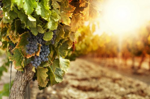 Vineyards at sunset - 901138829