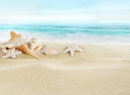 Shells on sandy beach - 901138846