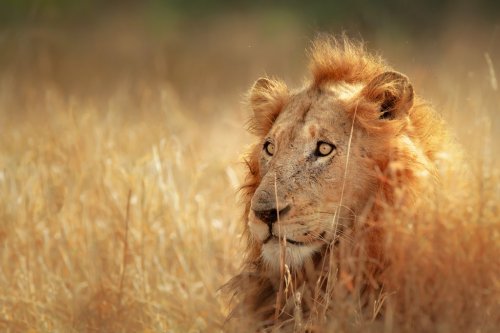 Lion in grassland - 901138970