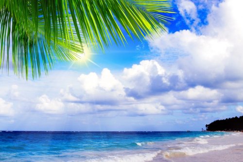 Palme am ruhigen karibischen Strand. - 901139245