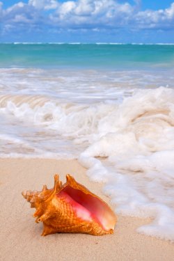 Conch Shell On Tropical Beach. - 901139246