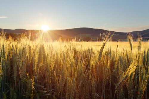 Sunset over wheat field - 901139267