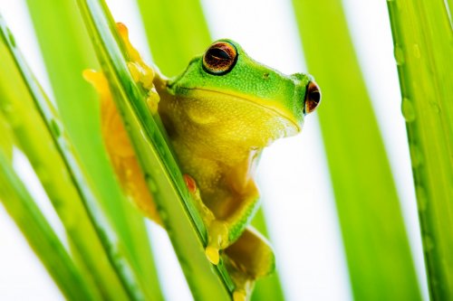 Small green tree frog holding on palm tree