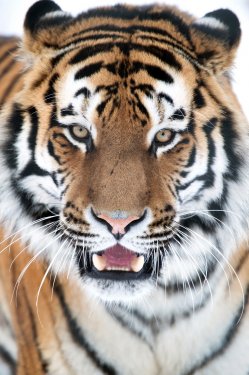Siberian Tiger Close Up - 901139356