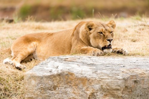 Resting Lioness - 901139366