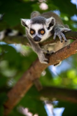 Baby Ring Tailed Lemur