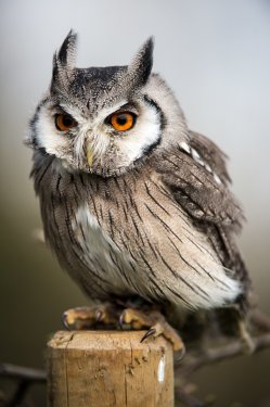 White Faced Scops Owl - 901139383